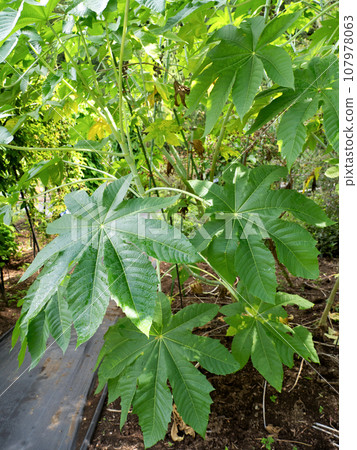 Castor beans Castor beans 107978063