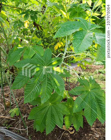 Castor beans Castor beans 107978064