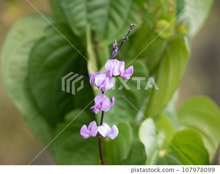 Fuji beans 107978099