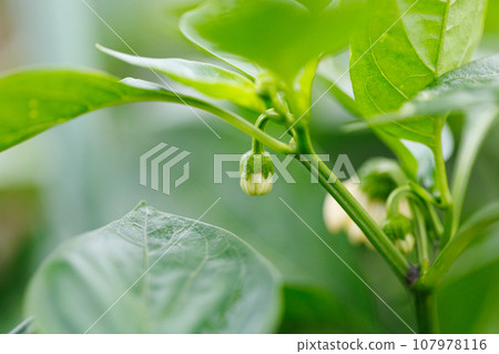 盛開的鮮花 盛開的鮮花 107978116