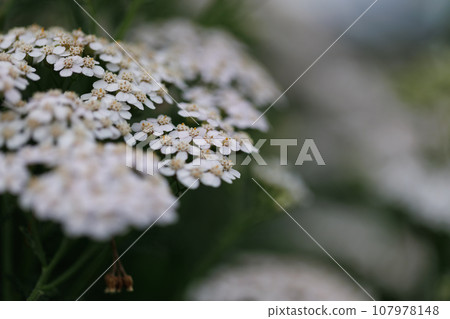 白花 白花 107978148