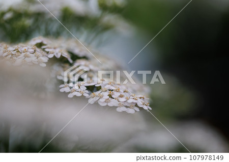 白花 白花 107978149