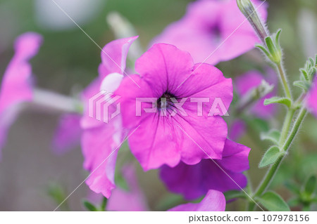粉紅色的花朵綻放 粉紅色的花朵綻放 107978156