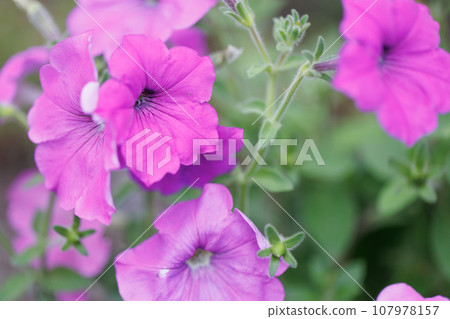 粉紅色的花朵綻放 粉紅色的花朵綻放 107978157