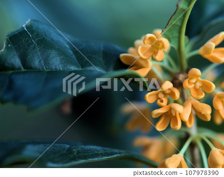 Osmanthus flowers blooming in October 107978390