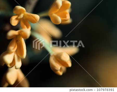 Osmanthus flowers blooming in October 107978391