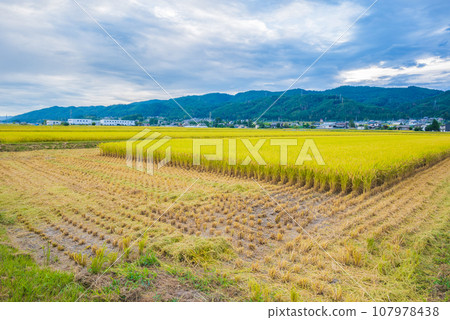 Paddy field during rice harvesting [Nagano Prefecture] 107978438