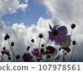 開花往天空的波斯菊 107978561