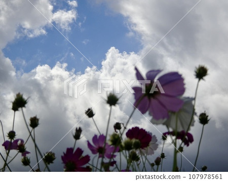 開花往天空的波斯菊 開花往天空的波斯菊 107978561