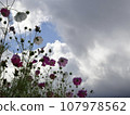 開花往天空的波斯菊 107978562
