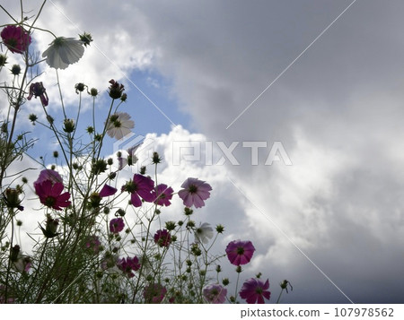 開花往天空的波斯菊 開花往天空的波斯菊 107978562