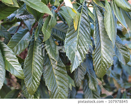 Ecological photo of loquat 107978845