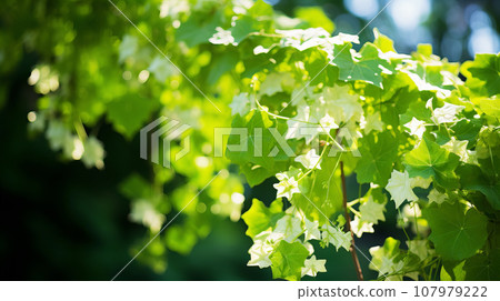 Ivy hedera flower background material Ivy hedera flower background material 107979222