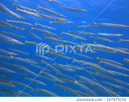 一群卡馬斯 107979230