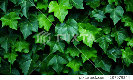 Ivy Hedera background material 107979244