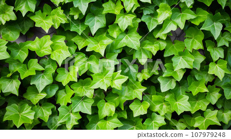 Ivy Hedera background material - Stock Illustration [107979248] - PIXTA