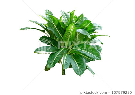 Dieffenbachia Sterling plant Dieffenbachia Sterling plant 107979250