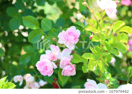 Cute pink rose flower jasmina 107979492