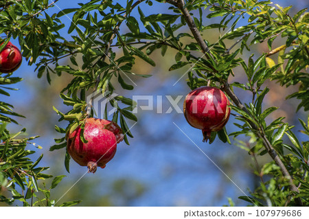 red ripe pomegranate 107979686
