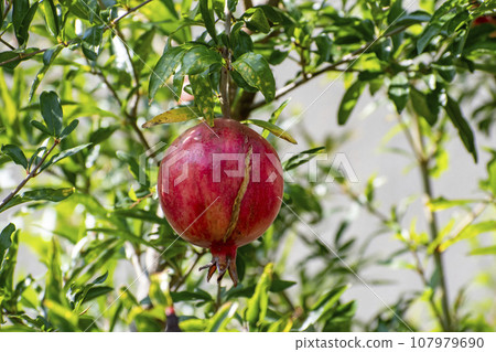 紅熟的石榴 107979690