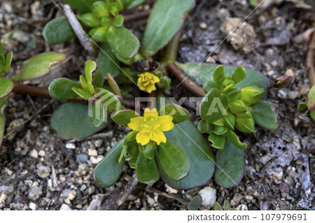 Flower of Portulaca oleracea Flower of Portulaca oleracea 107979691