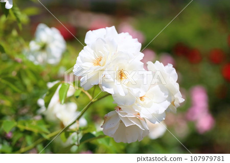 Rose flowers Schneebitten Rose flowers Schneebitten 107979781