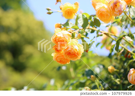 玫瑰花朵格雷厄姆·托馬斯 107979926