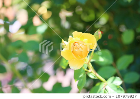 Rose Flower Graham Thomas 107979927