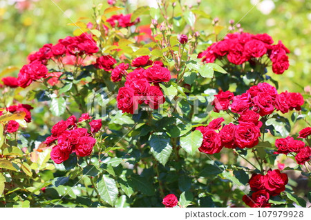 Rose flower Rabagroute 107979928
