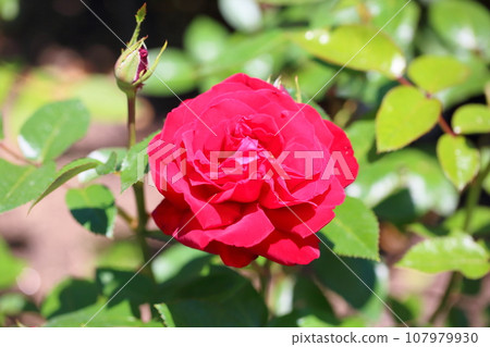 Rose flowers Ingrid Bergman 107979930