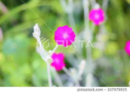Flannel saw flower Flannel saw flower 107979935