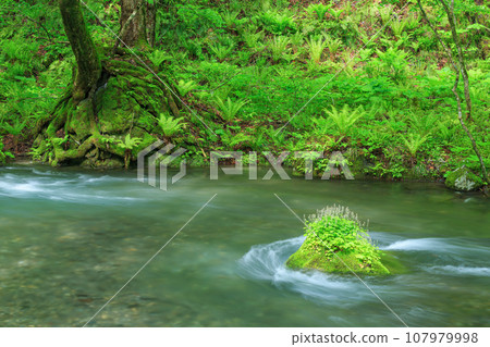 Aomori_Superb view of fresh green Oirase mountain stream 107979998