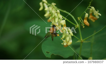 一隻老虎大黃蜂吮吸哭泣的豇豆的蜂蜜 一隻老虎大黃蜂吮吸哭泣的豇豆的蜂蜜 107980037