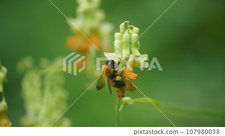 A tiger bumblebee sucking the honey of a weeping cowpea 107980038