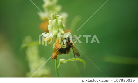 一隻老虎大黃蜂吮吸哭泣的豇豆的蜂蜜 一隻老虎大黃蜂吮吸哭泣的豇豆的蜂蜜 107980039