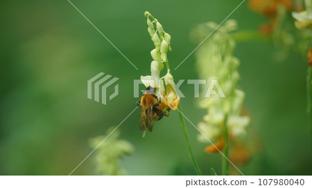 A tiger bumblebee sucking the honey of a weeping cowpea 107980040
