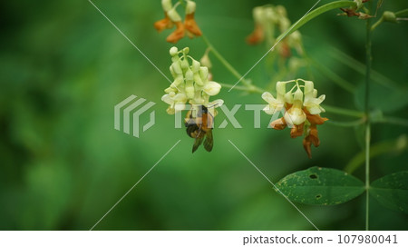 A tiger bumblebee sucking the honey of a weeping cowpea A tiger bumblebee sucking the honey of a weeping cowpea 107980041