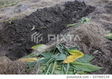 Preparing soil for the field, making compost in the soil Preparing soil for the field, making compost in the soil 107980139