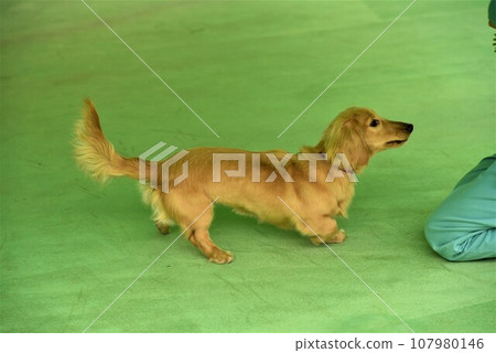 迷你臘腸犬在泳池玩耍 迷你臘腸犬在泳池玩耍 107980146