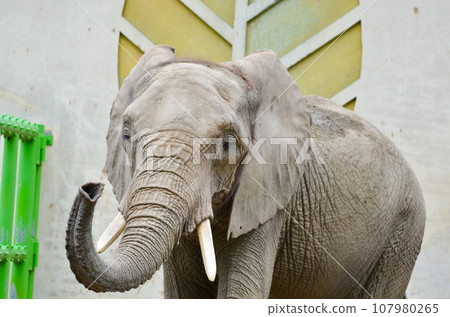 Zoo African elephant 107980265