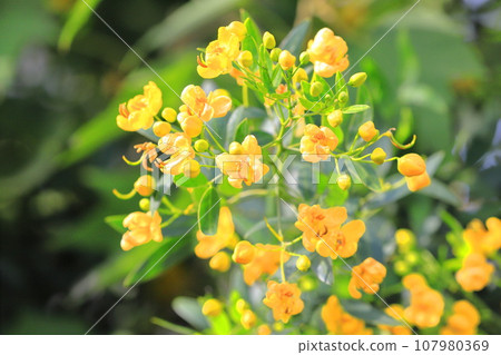Cassia (Maiden of the Andes / Senna the Small Leaf) Cassia (Maiden of the Andes / Senna the Small Leaf) 107980369