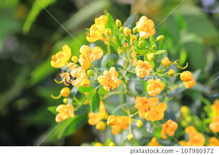 Cassia (Maiden of the Andes / Senna the Small Leaf) 107980372