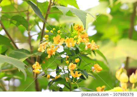 Cassia (Maiden of the Andes / Senna the Small Leaf) 107980376