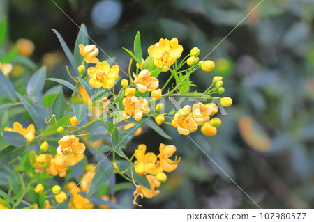 Cassia (Maiden of the Andes / Senna the Small Leaf) Cassia (Maiden of the Andes / Senna the Small Leaf) 107980377