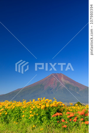 Yamanashi _ Flower garden in full bloom and superb view of Mt. Fuji Yamanashi _ Flower garden in full bloom and superb view of Mt. Fuji 107980394