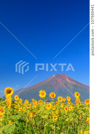 Yamanashi_Spectacular view of sunflowers in full bloom and Mt. Fuji 107980441
