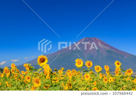 山梨縣_向日葵盛開和富士山的壯麗景色 107980442