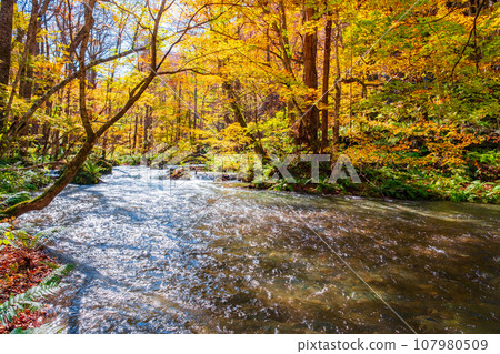 Oirase Stream (Autumn) 107980509
