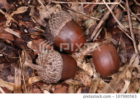 Natural plants: Quercus oak and acorn. It's a big one, about 2 centimeters in size, and I guess it's a little more stocky than Quercus serrata. Natural plants: Quercus oak and acorn. It's a big one, about 2 centimeters in size, and I guess it's a little more stocky than Quercus serrata. 107980563