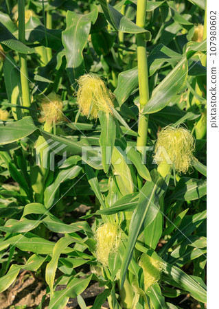 Cornfield landscape Cornfield landscape 107980602